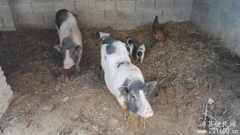 寵物家禽生態養殖 綠色環保家禽養殖之道
