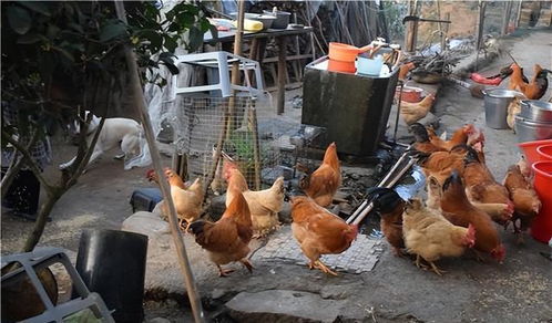 2022年農村家禽養殖禁令解除內容解讀，農民朋友需了解