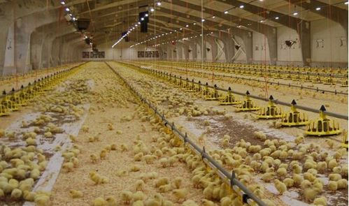 溫氏“公司+農戶”合作模式 譜寫鄉村致富經，引領家禽養殖新篇章