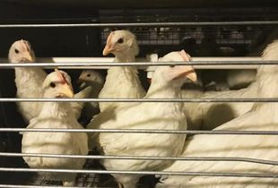 蛋黃顏色越深蛋品質越好？家禽業九大謠言揭秘，別再讓錯誤觀念害了養雞人