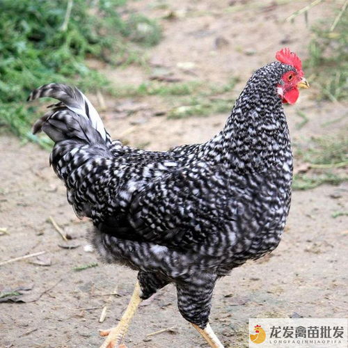 鄧川綠殼蛋雞 品種優良飼養簡，光禽加工口碑佳