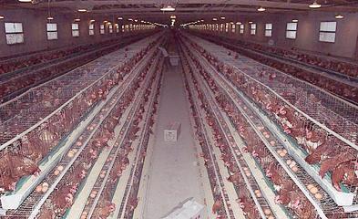 無公害養殖催肥技術解析 生長素效果、價格與光禽屠宰生產指南