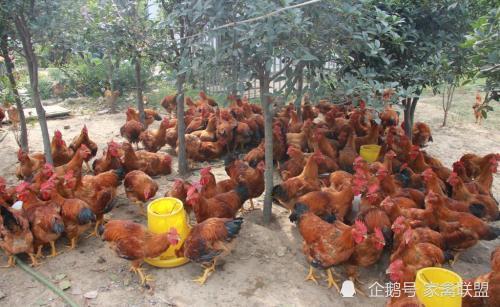 雞價探底回升，光禽產業助力家禽行情向好發展