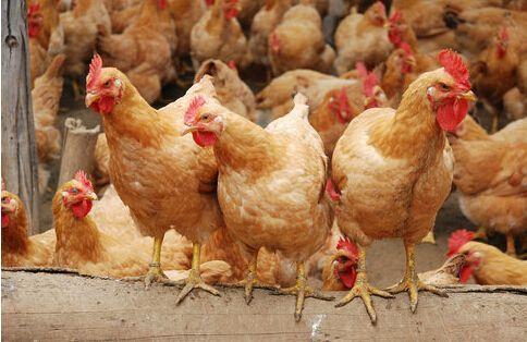 提升雞群均勻度 科學養殖是正道，勿信旁門左道