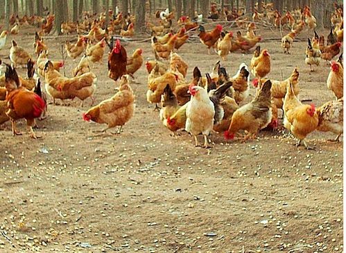 臺風“天鴿”來襲，家禽養殖戶如何做好防災減災工作？