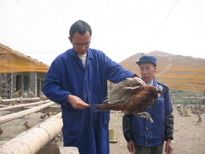 飛翔家禽養殖合作社 以專業養殖助力鄉村振興，打造三門特色農業名片