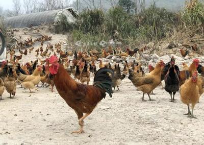 補助暖人心，家禽養殖戶轉憂為喜