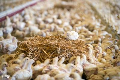 10種低成本蛋白質家禽飼料，為您的養殖業降本增效